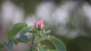 Aesthetic Rose Bud Wallpaper