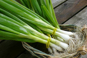 Aesthetic Spring Onion Bundles In Basket Wallpaper