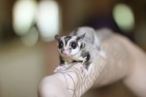 Aesthetic Sugar Glider Wallpaper