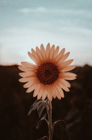 Aesthetic Sunflower Vsco Cover Wallpaper