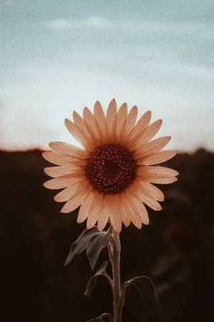 Aesthetic Sunflower Vsco Cover Wallpaper