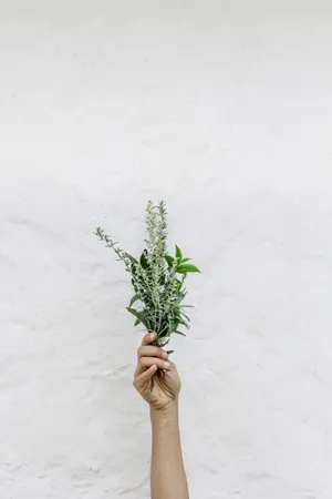 Aesthetic View Of Sage Green Tranquility Wallpaper