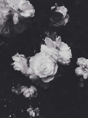 Aesthetic White And Black Iphone Flowers Wallpaper