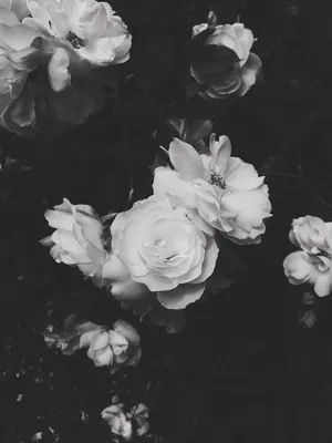 Aesthetic White And Black Iphone Flowers Wallpaper