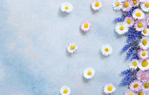 Aesthetic White Daisy & Gerbera Wallpaper
