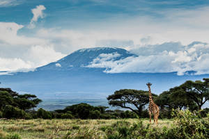 African Animals Giraffe Wallpaper