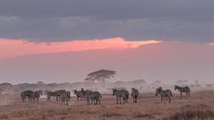 African Animals Pink Sky Wallpaper