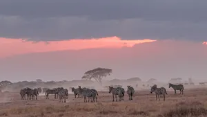 African Animals Pink Sky Wallpaper