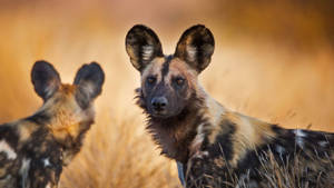 African Animals Two Wild Dogs Wallpaper