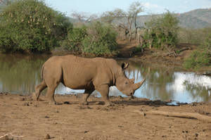 African Animals White Rhino Wallpaper
