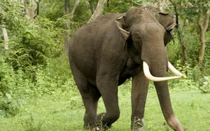 African Elephant Looking Regal Wallpaper