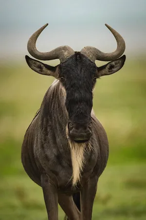 African Landscape - Wildebeest In Motion On The Plains Of Africa As Seen Through An Iphone. Wallpaper