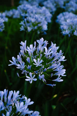 African Lilies Blue Flowers Phone Wallpaper