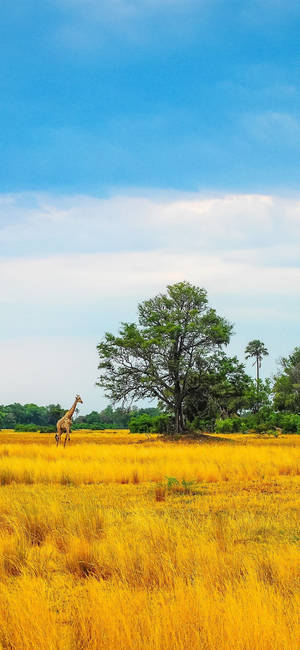 African Plains Africa Iphone Wallpaper