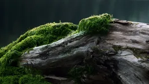 Aged Wood With Moss Wallpaper