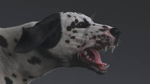 Aggressive Dalmatian Dog Wallpaper