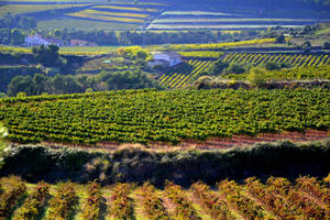 Agriculture Grape Farm Wallpaper