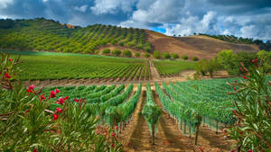 Agriculture Green Vineyard Wallpaper