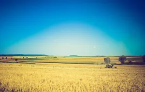 Agriculture Paddy Field Wallpaper