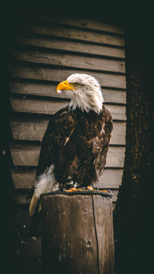 Aguila Portrait On Old Tree Stump Wallpaper