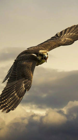 Aguila Soaring On A Cloudy Sky Wallpaper