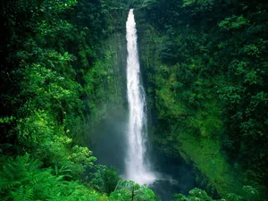 Akaka Waterfall Wallpaper