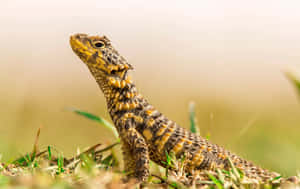 Alert Lizardin Grass Wallpaper