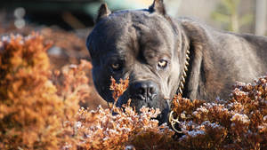 Alert-looking Cane Corso Wallpaper