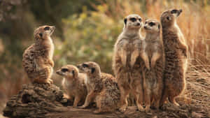 Alert Meerkat Gathering.jpg Wallpaper