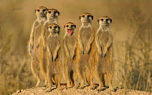 Alert Meerkat Group Standing Wallpaper