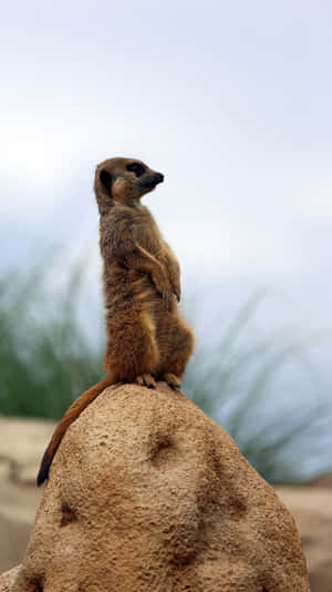 Alert Meerkat On Lookout Wallpaper