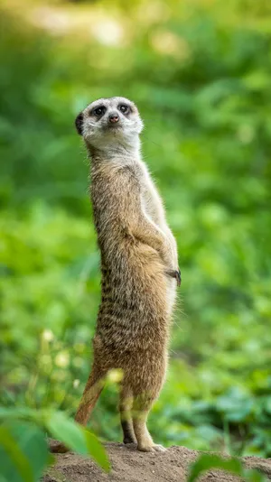 Alert Meerkat Standing Green Background.jpg Wallpaper