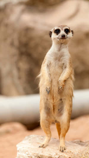 Alert Meerkat Standing Watch Wallpaper