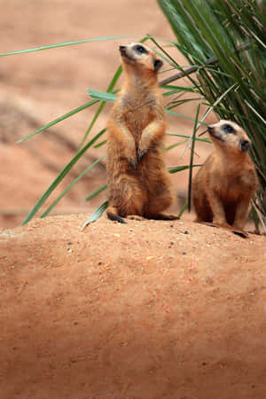 Alert Meerkats On Lookout.jpg Wallpaper