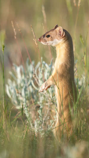 Alert Weaselin Grass.jpg Wallpaper