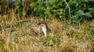 Alert Weaselin Grassland.jpg Wallpaper