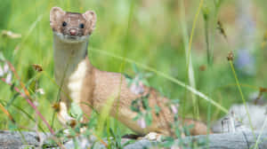 Alert Weaselin Meadow.jpg Wallpaper