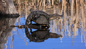 Alligator With Turtle Wallpaper