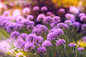 Allium Purple Flower Wallpaper