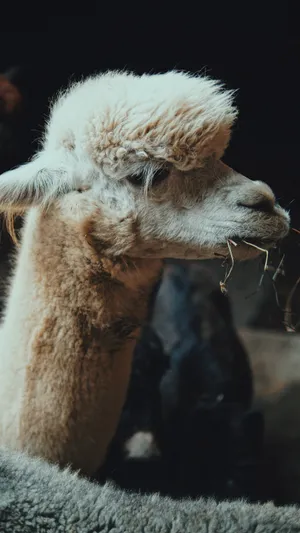 Alpaca Chewing Grass Wallpaper