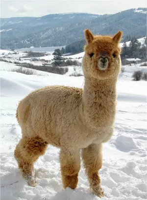 Alpaca In Snow Wallpaper