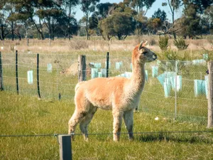 Alpaca Inside A Fence Wallpaper