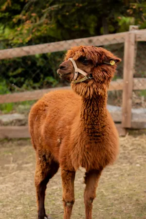 Alpaca Looking Sideways Wallpaper