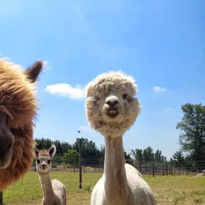 Alpacas Fluffy Heads Wallpaper