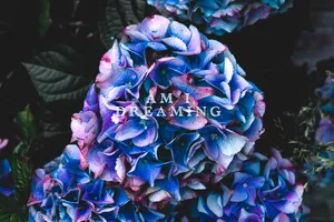 Am I Dreaming Lucid Wallpaper