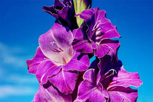 Amazing Purple Gladiolus Wallpaper