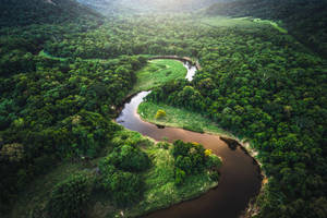 Amazon Rainforest Wallpaper