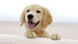 American Golden Retriever Puppy Wallpaper