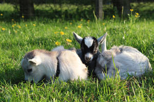 American Pygmy Young Goat Kids Wallpaper