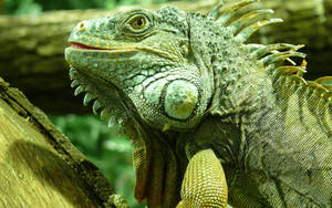 American Veterinary Green Iguana Wallpaper